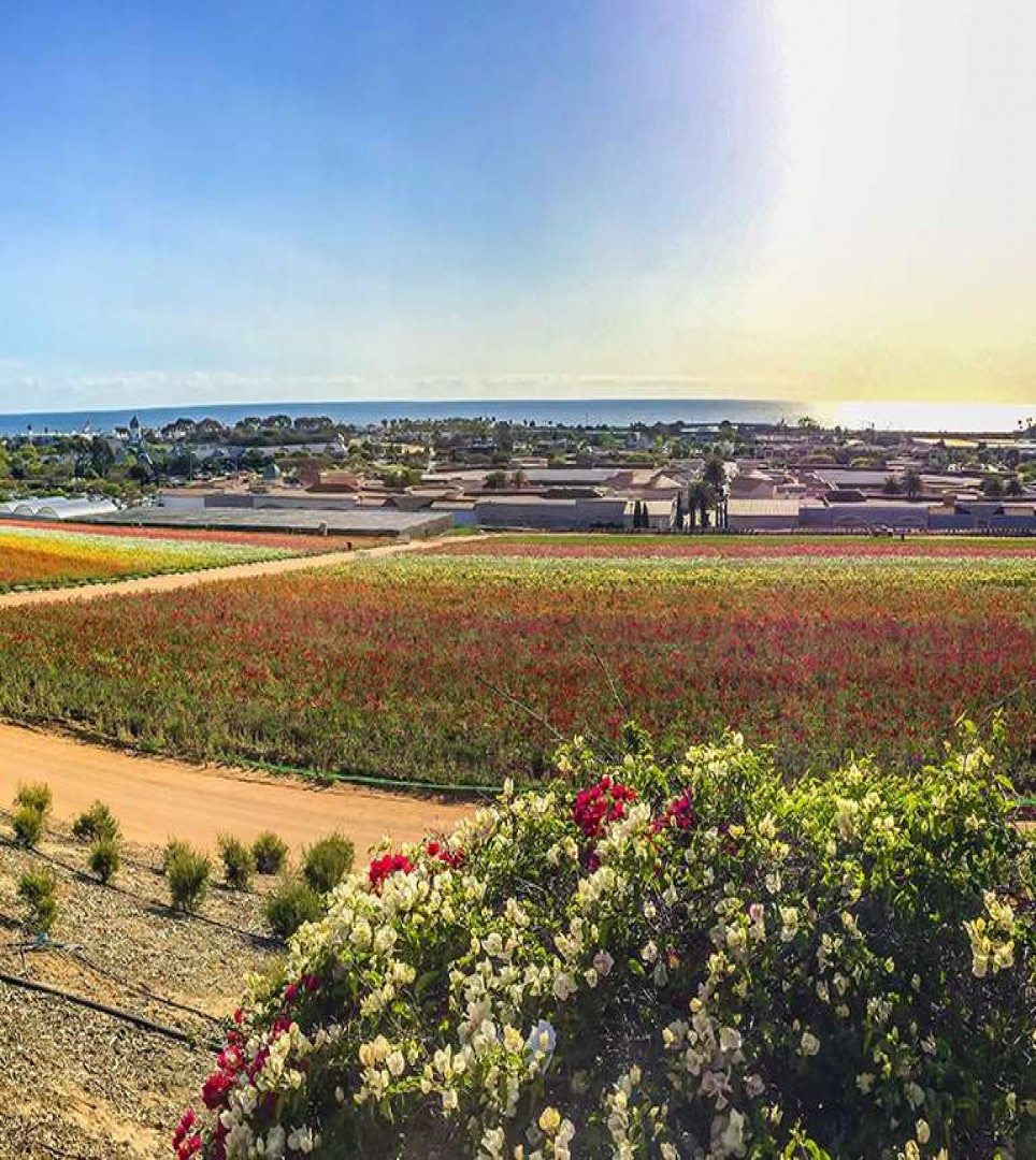 ACCURATE WEATHER FORECAST FOR CARLSBAD, CALIFORNIA